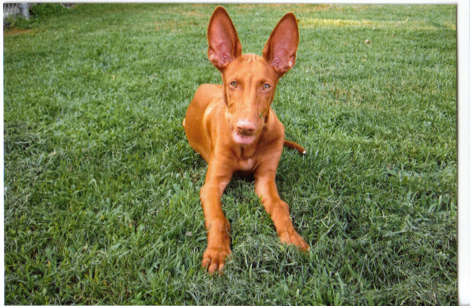 Diesel 3 1/2 months old