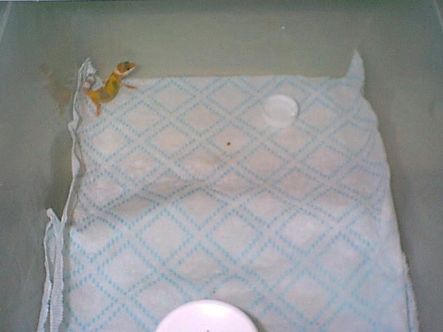 Babygirl's first baby