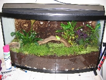 46 gallon bow front terrarium