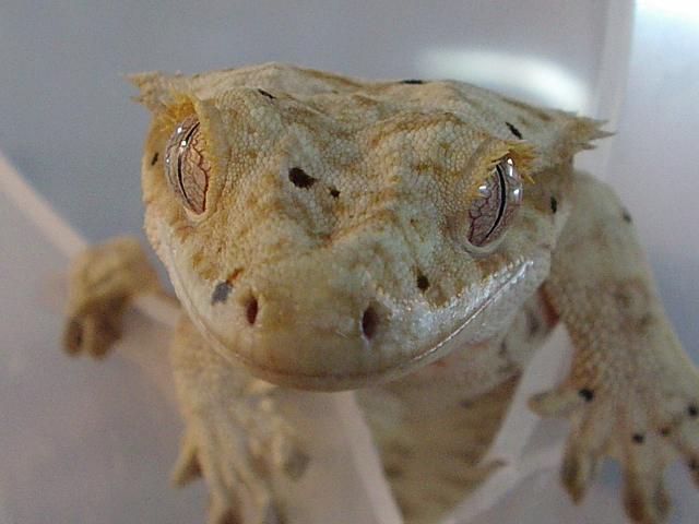 rhaco macho