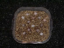 Huevos paroedura pictus