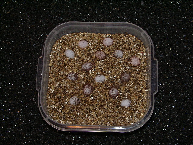Huevos paroedura pictus