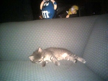 cat 2