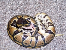 Baby eating