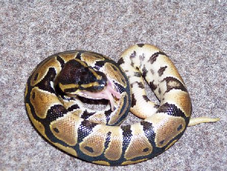 Baby eating