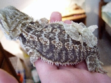 Bluto, my beardie