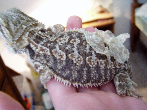 Bluto, my beardie