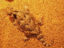 Texas Horned Lizard