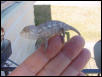 2.5 month old cb ambanja male