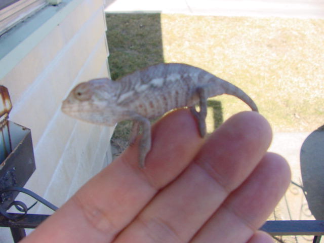 2.5 month old cb ambanja male