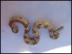 male striped poss het albino