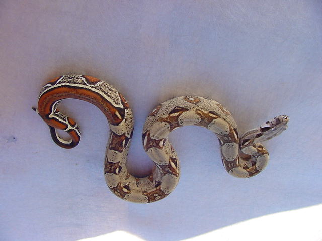 male striped poss het albino