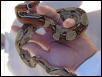 striped poss het male
