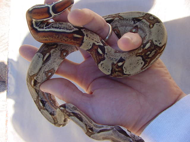 striped poss het male