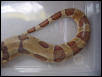 f2 female hypos tail