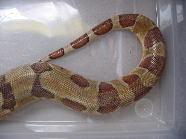 f2 female hypos tail
