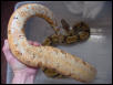 f2 hypo females belly
