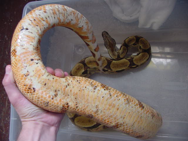 f2 hypo females belly