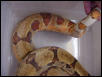 f2 hypo female