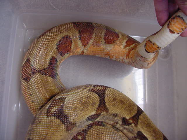 f2 hypo female