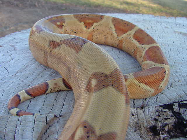 f2 hypo male