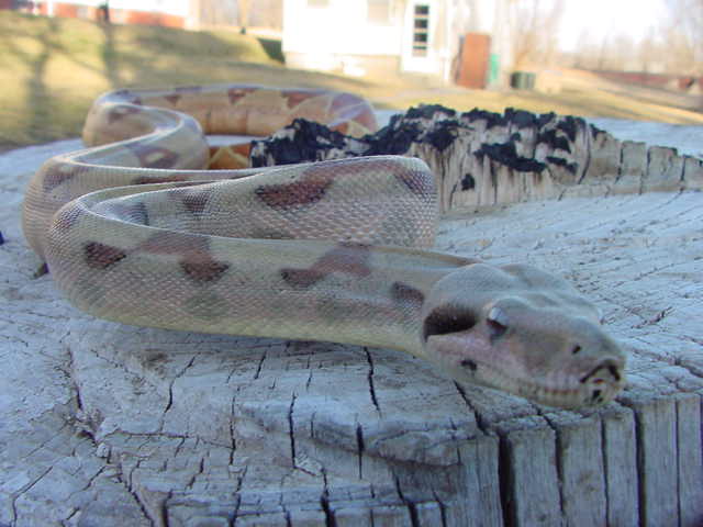 male sub adult f2 hypo
