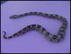 het anery high pink female