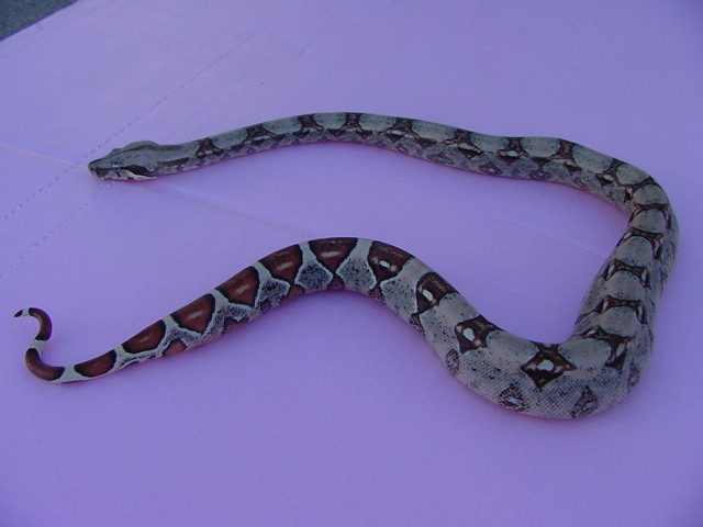 het anery high pink female