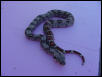 female het anery high pink