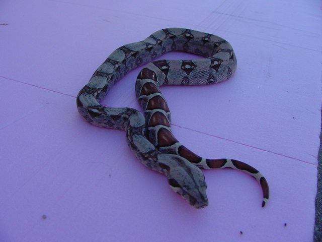 female het anery high pink