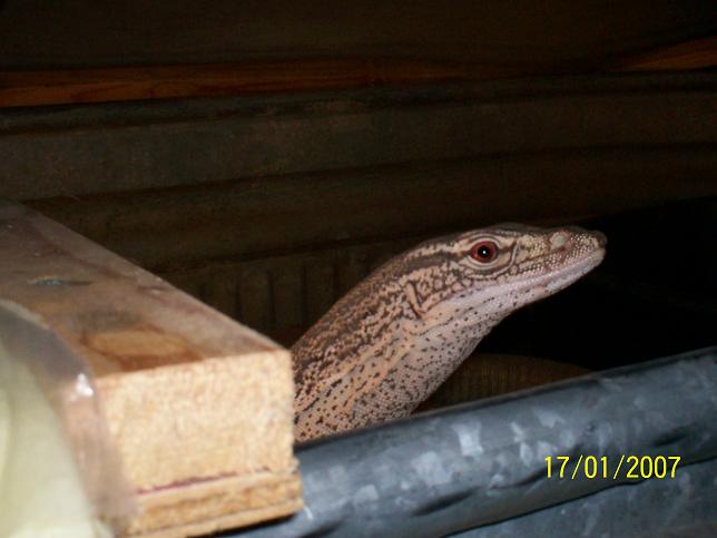 flavie male peaking