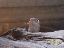 female flavie1