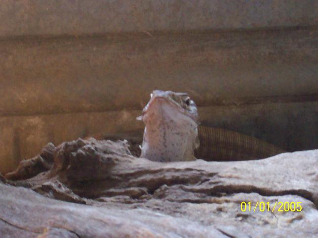 female flavie1