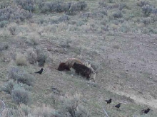 wolves eating bison2
