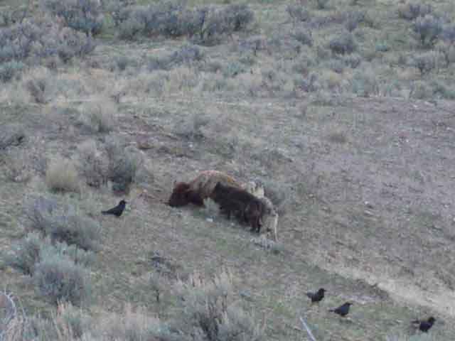 wolves eating bison2