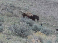 wolves eating bison7