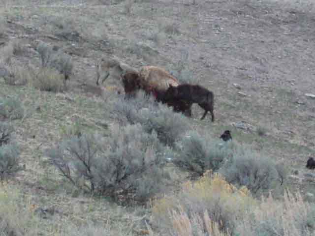 wolves eating bison7