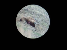 wolves eating bison6