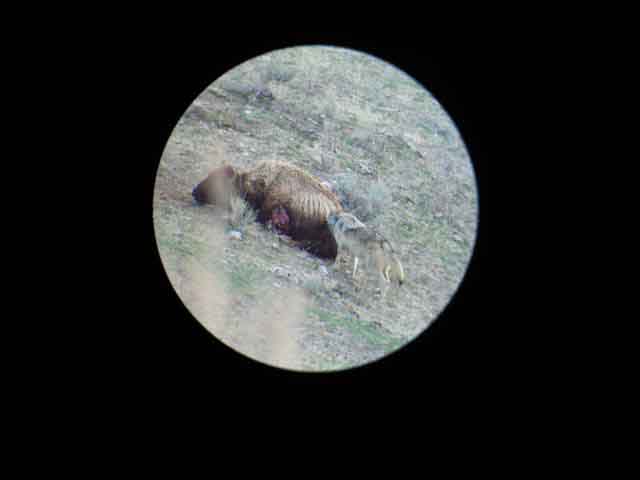wolves eating bison6