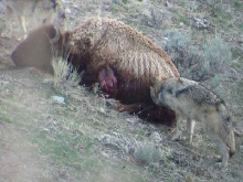 wolves eating bison1