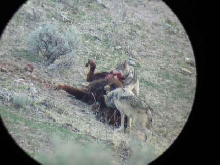 wolves eating bison3
