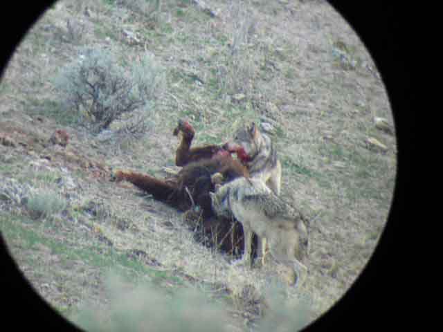 wolves eating bison3