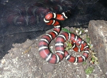 Lampropeltis Zonata