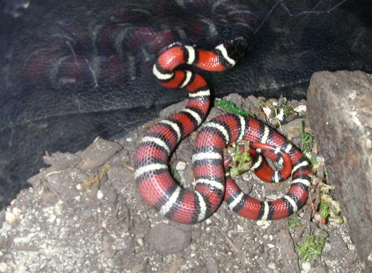 Lampropeltis Zonata
