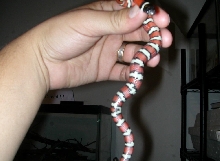 belly shot lampropeltis