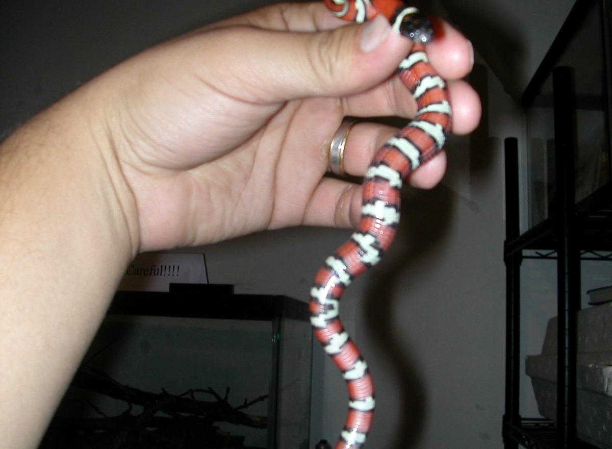 belly shot lampropeltis