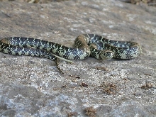 Brooksi Female
