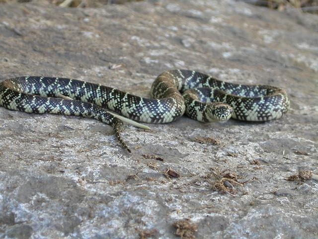 Brooksi Female