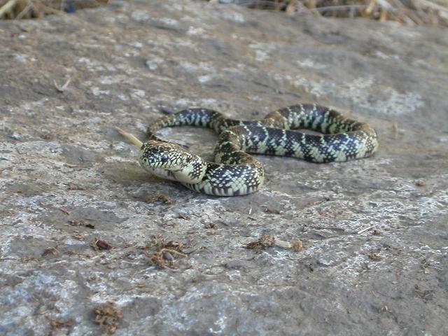 Brooksi female 2