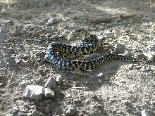 Brooksi male